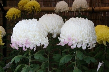 開園当初から続く人気イベント「神代植物公園菊花大会」。62回目の今年度は10月29日（土）～11月20日（日）開催します。