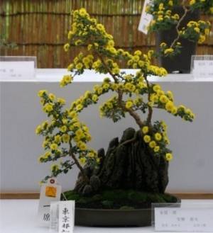 開園当初から続く人気イベント「神代植物公園菊花大会」。62回目の今年度は10月29日（土）～11月20日（日）開催します。