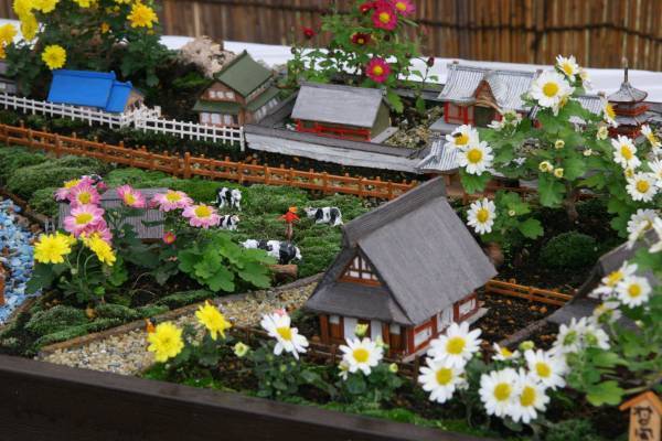 開園当初から続く人気イベント「神代植物公園菊花大会」。62回目の今年度は10月29日（土）～11月20日（日）開催します。