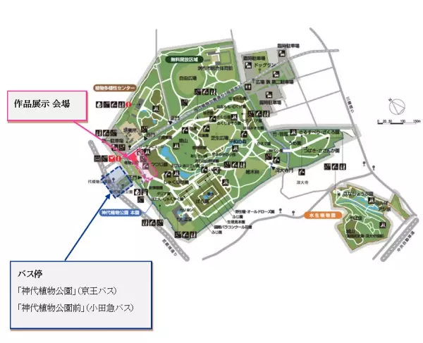 開園当初から続く人気イベント「神代植物公園菊花大会」。62回目の今年度は10月29日（土）～11月20日（日）開催します。