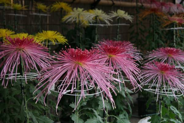 開園当初から続く人気イベント「神代植物公園菊花大会」。62回目の今年度は10月29日（土）～11月20日（日）開催します。