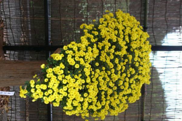 開園当初から続く人気イベント「神代植物公園菊花大会」。62回目の今年度は10月29日（土）～11月20日（日）開催します。