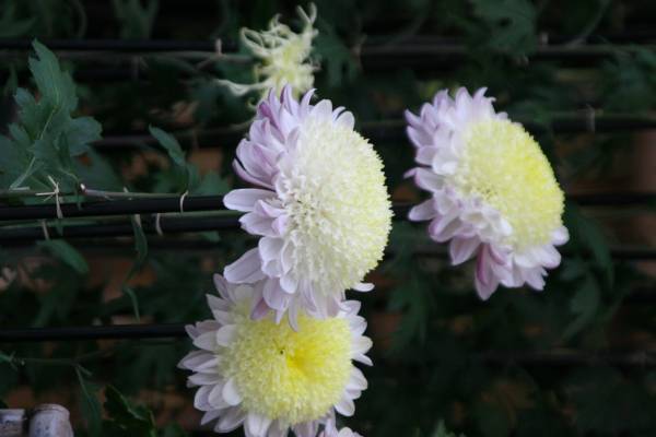 開園当初から続く人気イベント「神代植物公園菊花大会」。62回目の今年度は10月29日（土）～11月20日（日）開催します。