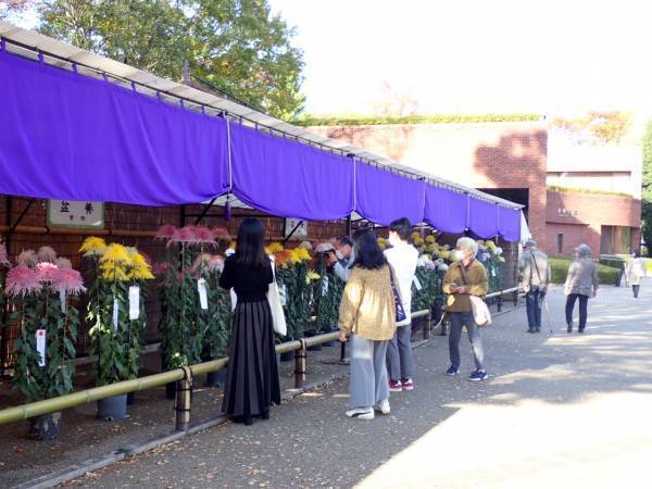 開園当初から続く人気イベント「神代植物公園菊花大会」。62回目の今年度は10月29日（土）～11月20日（日）開催します。
