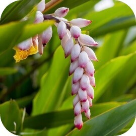 ルルルンからヘアマスクが登場！旅するルルルンシリーズより「沖縄ルルルン ヘアマスクセット」デビュー！