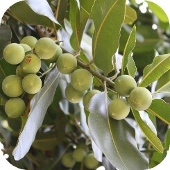 ルルルンからヘアマスクが登場！旅するルルルンシリーズより「沖縄ルルルン ヘアマスクセット」デビュー！