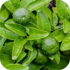 ルルルンからヘアマスクが登場！旅するルルルンシリーズより「沖縄ルルルン ヘアマスクセット」デビュー！