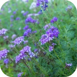 ルルルンからヘアマスクが登場！旅するルルルンシリーズより「沖縄ルルルン ヘアマスクセット」デビュー！