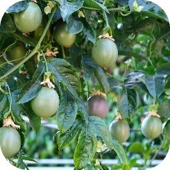 ルルルンからヘアマスクが登場！旅するルルルンシリーズより「沖縄ルルルン ヘアマスクセット」デビュー！