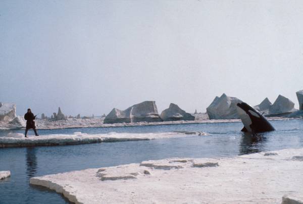 妻子を奪われた殺戮シャチの人間への復讐劇 「オルカ」 11月26日（土）よる7時～BS12 トゥエルビで放送