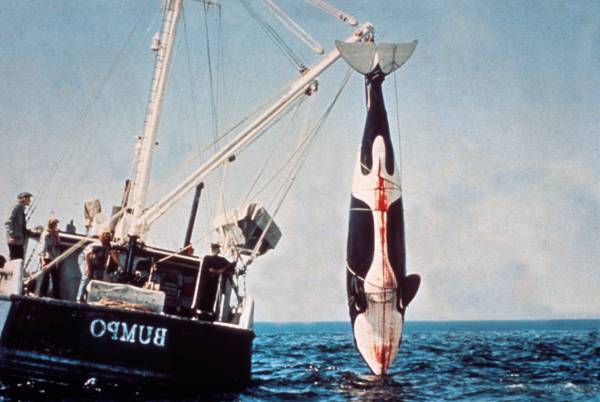 妻子を奪われた殺戮シャチの人間への復讐劇 「オルカ」 11月26日（土）よる7時～BS12 トゥエルビで放送