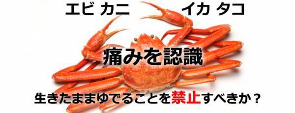 エビやカニ、イカ、タコを生きたままゆでることを禁止すべきか？ 政策決定SNS「Surfvote」での投票が2月28日〆切
