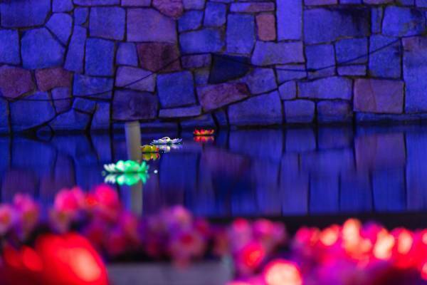 【駒沢オリンピック公園】12/25まで！昼夜楽しめる　特設花壇と太陽光発電イルミネーションの特別イベント「花と光のムーブメント」開催中