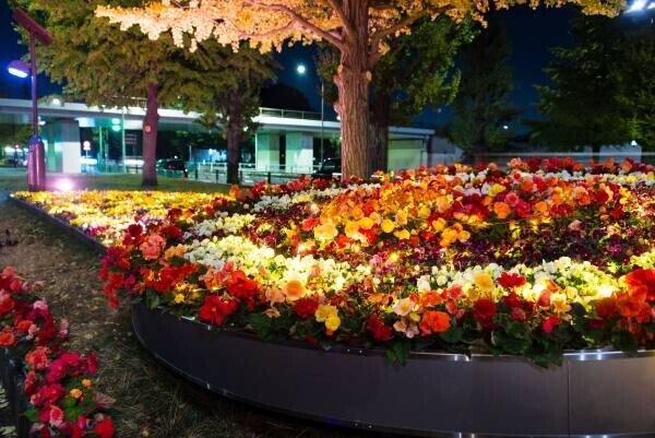 【駒沢オリンピック公園】12/25まで！昼夜楽しめる　特設花壇と太陽光発電イルミネーションの特別イベント「花と光のムーブメント」開催中