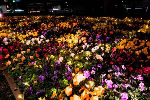 【駒沢オリンピック公園】12/25まで！昼夜楽しめる　特設花壇と太陽光発電イルミネーションの特別イベント「花と光のムーブメント」開催中