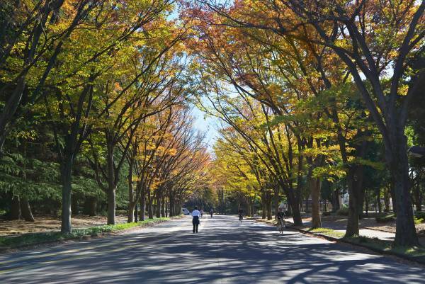 【駒沢オリンピック公園】12/25まで！昼夜楽しめる　特設花壇と太陽光発電イルミネーションの特別イベント「花と光のムーブメント」開催中