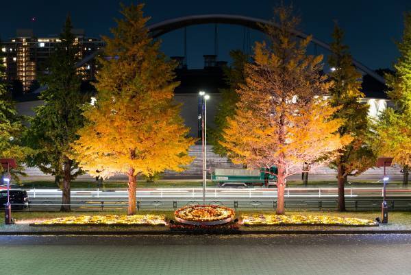 【駒沢オリンピック公園】12/25まで！昼夜楽しめる　特設花壇と太陽光発電イルミネーションの特別イベント「花と光のムーブメント」開催中