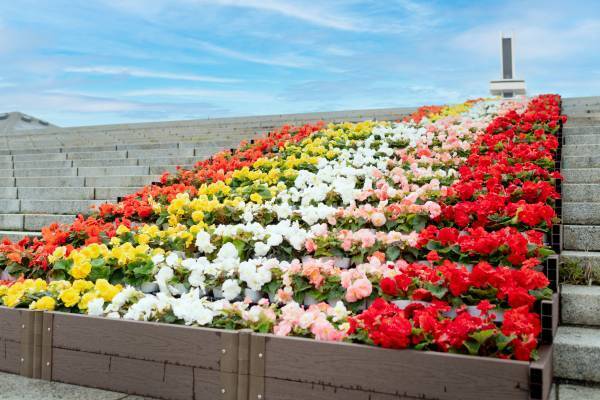 【駒沢オリンピック公園】12/25まで！昼夜楽しめる　特設花壇と太陽光発電イルミネーションの特別イベント「花と光のムーブメント」開催中