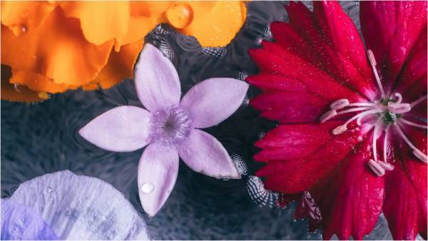 【期間限定】食べられる花屋『Eatery Flower boutique』がOPEN　「フラワーティー」と「薔薇のチーズ」の体験をre:ROSE GINZA7にて開催