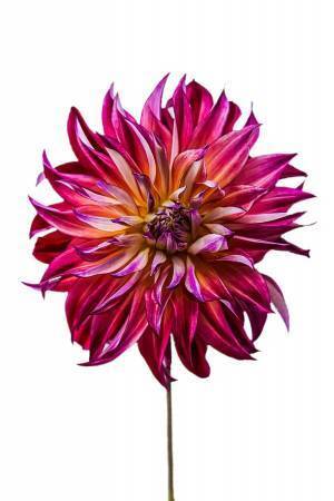 【期間限定】食べられる花屋『Eatery Flower boutique』がOPEN　「フラワーティー」と「薔薇のチーズ」の体験をre:ROSE GINZA7にて開催