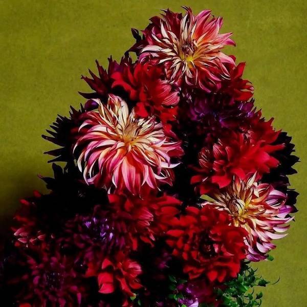 【期間限定】食べられる花屋『Eatery Flower boutique』がOPEN　「フラワーティー」と「薔薇のチーズ」の体験をre:ROSE GINZA7にて開催