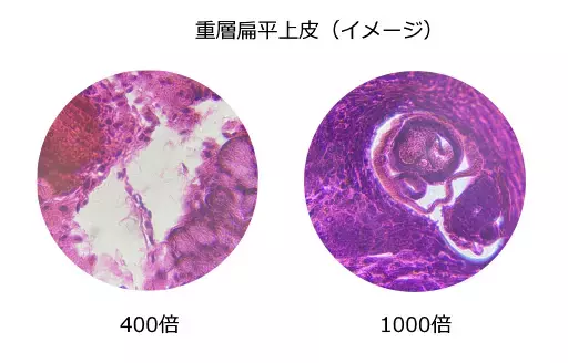 夏休みの自由研究にぴったり！ 生物顕微鏡「CM800」「CM1000C」を7月15日（金）発売