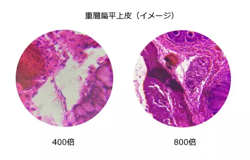 夏休みの自由研究にぴったり！ 生物顕微鏡「CM800」「CM1000C」を7月15日（金）発売