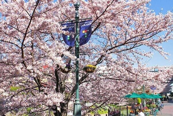 つかしん天然温泉「湯の華廊（Ｒ）」春爛漫キャンペーン開催 -4月の特別湯は「桜皮（オウヒ）風呂」、桜に包まれたつかしんへぜひお越しください-