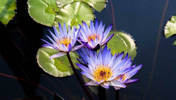 学園生活コミュニティ「キャラフレ」｜『あしかがフラワーパーク』に「睡蓮」を追加