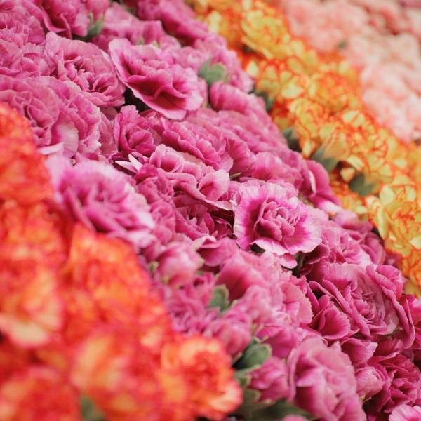 『Reconnect』－ 日本とつながるコロンビアの花 －