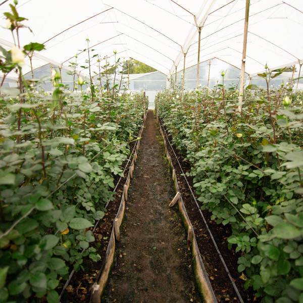 『Reconnect』－ 日本とつながるコロンビアの花 －