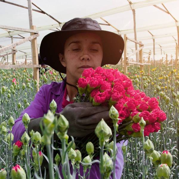 『Reconnect』－ 日本とつながるコロンビアの花 －