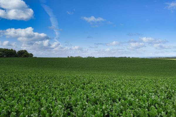 【新発売】金印コラボ”いかの姿あげ山わさび風味”