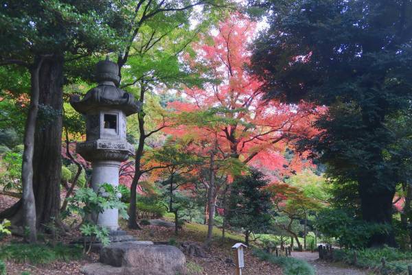 ついに紅葉最盛期！旧古河庭園「紅葉とバラ、和と洋の秋」11月12日（土）～12月4日（日）開催中！