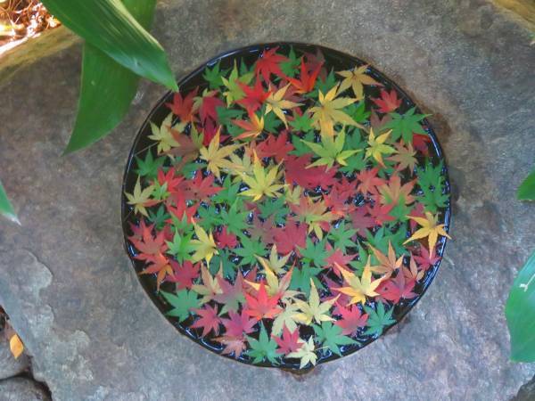 ついに紅葉最盛期！旧古河庭園「紅葉とバラ、和と洋の秋」11月12日（土）～12月4日（日）開催中！