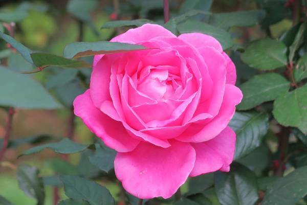 ついに紅葉最盛期！旧古河庭園「紅葉とバラ、和と洋の秋」11月12日（土）～12月4日（日）開催中！