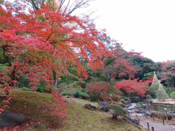 ついに紅葉最盛期！旧古河庭園「紅葉とバラ、和と洋の秋」11月12日（土）～12月4日（日）開催中！