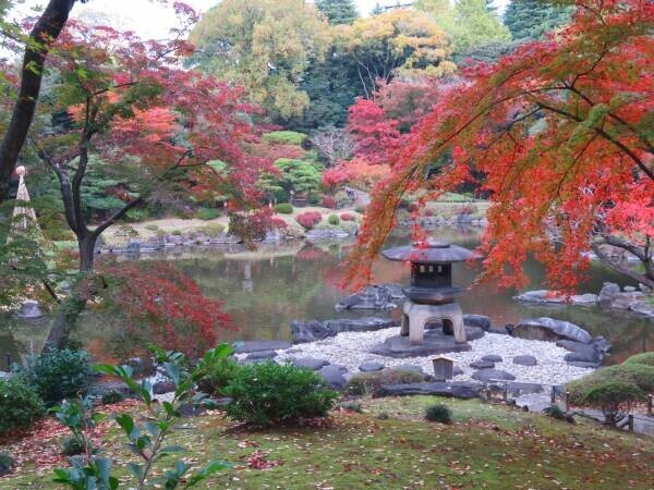 ついに紅葉最盛期！旧古河庭園「紅葉とバラ、和と洋の秋」11月12日（土）～12月4日（日）開催中！