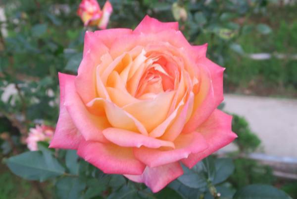 ついに紅葉最盛期！旧古河庭園「紅葉とバラ、和と洋の秋」11月12日（土）～12月4日（日）開催中！