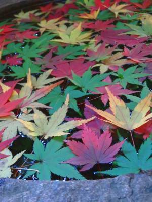 ついに紅葉最盛期！旧古河庭園「紅葉とバラ、和と洋の秋」11月12日（土）～12月4日（日）開催中！