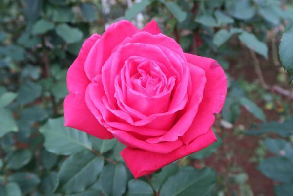 ついに紅葉最盛期！旧古河庭園「紅葉とバラ、和と洋の秋」11月12日（土）～12月4日（日）開催中！