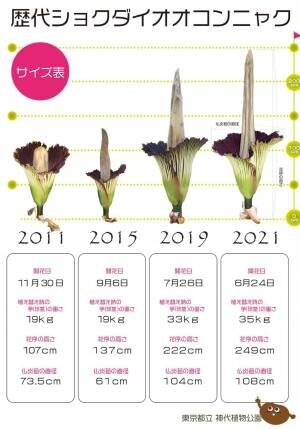 【神代植物公園】ついに世界最大級の花“ショクダイオオコンニャク”の開花が始まりました！【12月20日・21日は早朝開園実施！】