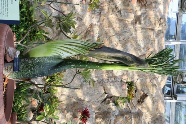 【神代植物公園】ついに世界最大級の花“ショクダイオオコンニャク”の開花が始まりました！【12月20日・21日は早朝開園実施！】