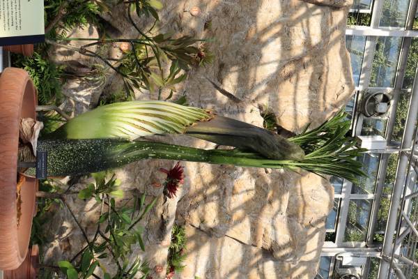 【神代植物公園】ついに世界最大級の花“ショクダイオオコンニャク”の開花が始まりました！【12月20日・21日は早朝開園実施！】