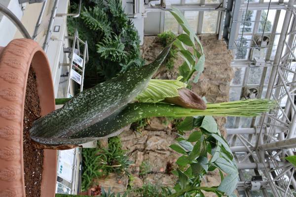 【神代植物公園】ついに世界最大級の花“ショクダイオオコンニャク”の開花が始まりました！【12月20日・21日は早朝開園実施！】