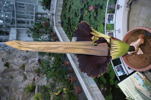 【神代植物公園】ついに世界最大級の花“ショクダイオオコンニャク”の開花が始まりました！【12月20日・21日は早朝開園実施！】