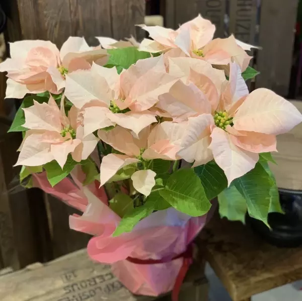 「お花を身近に」エキマルシェ大阪にフラワーショップconokaが期間限定オープン