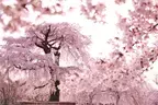 【桜の新名所】京都・円山公園内にある「eXcafe(イクスカフェ）祇園八坂」で桜を見下ろす感動の花見体験を