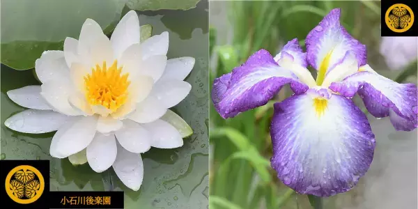 小石川後楽園、睡蓮と花菖蒲が見ごろを迎えています！