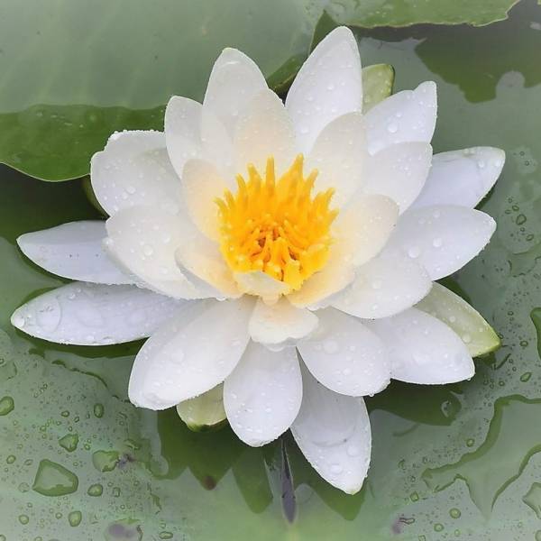 小石川後楽園、睡蓮と花菖蒲が見ごろを迎えています！